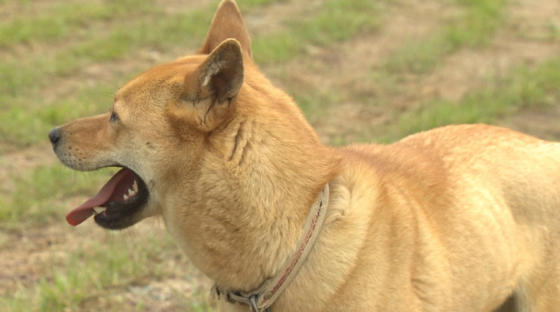 [썸네일]진돗개