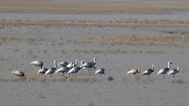 [크기변환]두루미