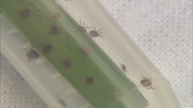 [크기변환]진드기